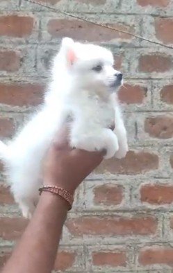 Buy Vaccinated  Pomeranian Puppy from Jaipur